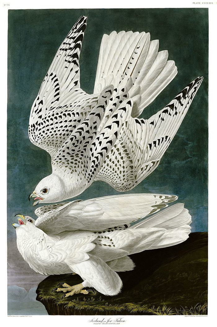 矛隼(gyrfalcon)