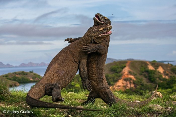 澳洲巨蜥和科莫多巨蜥图片