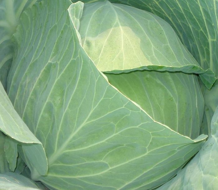 甘蓝,又称圆白菜,洋白菜,疙瘩白(东北方言读成:嘎达白).