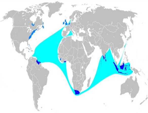 > 英国皇家海军是如何建立起海洋帝国的