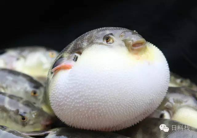 ig6mlml0kpnfwpx5cuwhyfq8sgp5cy7f.jpg!content