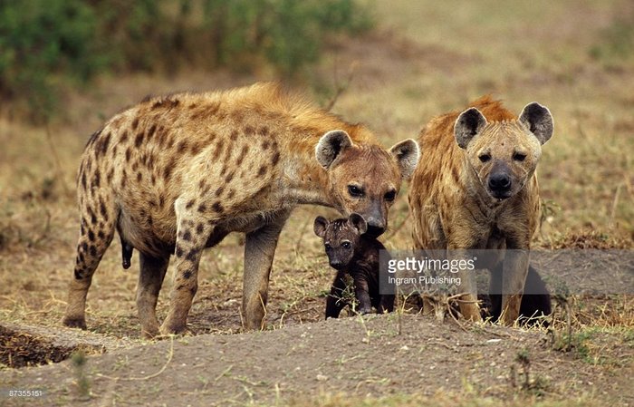 母斑鬣狗保护幼崽 (ingram publishing/getty images)