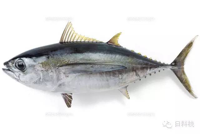 大眼金枪鱼